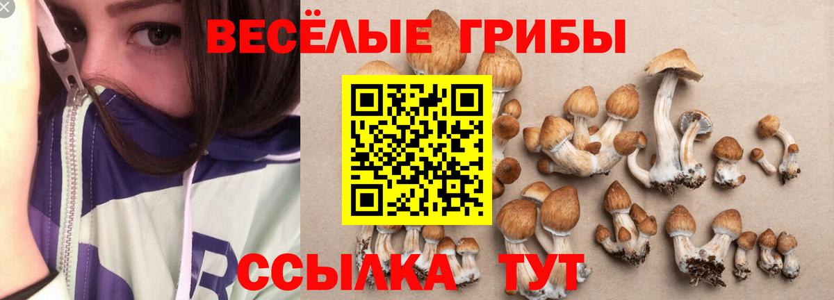 даркнет сайт  Вход с VPN  Псилоцибиновые грибы Psilocybine cubensis  Новокубанск  Галлюциногенные грибы Psilocybe 